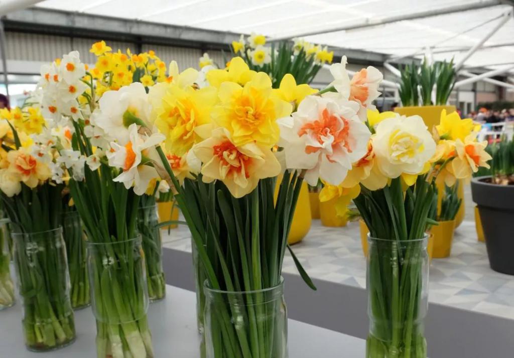 有些花不但会装蒜 还能长成韭菜